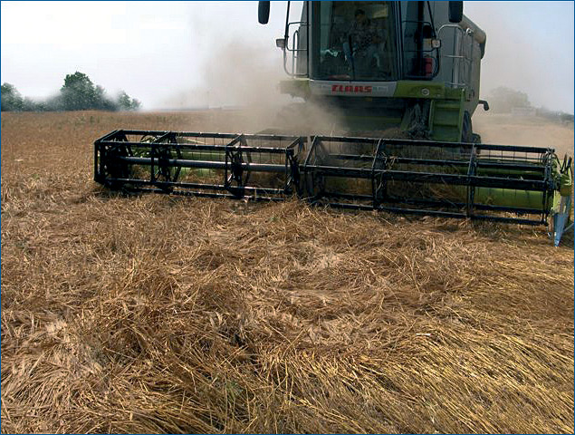 CRESSONI - SÉRIE CÉRÉALES - CRX - PHOTOTHÈQUE