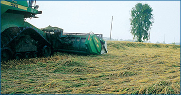 CRESSONI - SÉRIE CÉRÉALES - CRX Rice